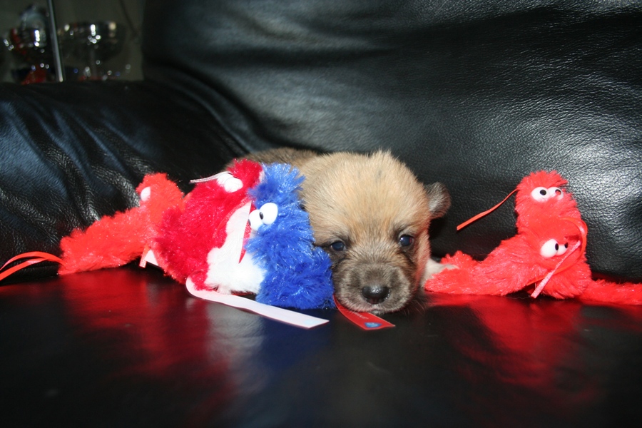 Puppies